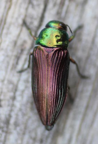 Réf. 235 214 : Eurythyrea austriaca